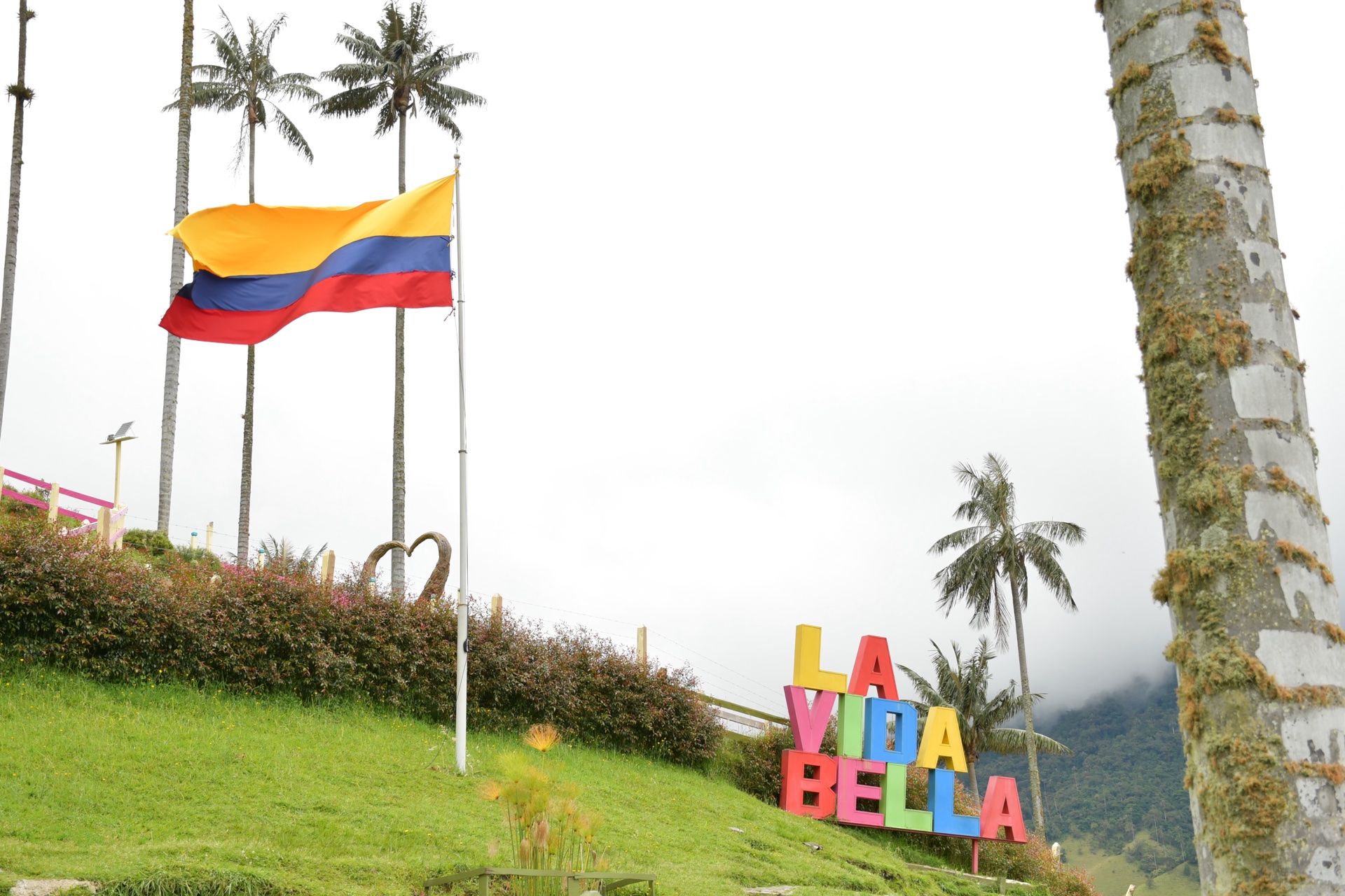 Visitantes disfrutando La Vida Bella en el Valle de Cocora